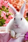 pic for cute rabbit 